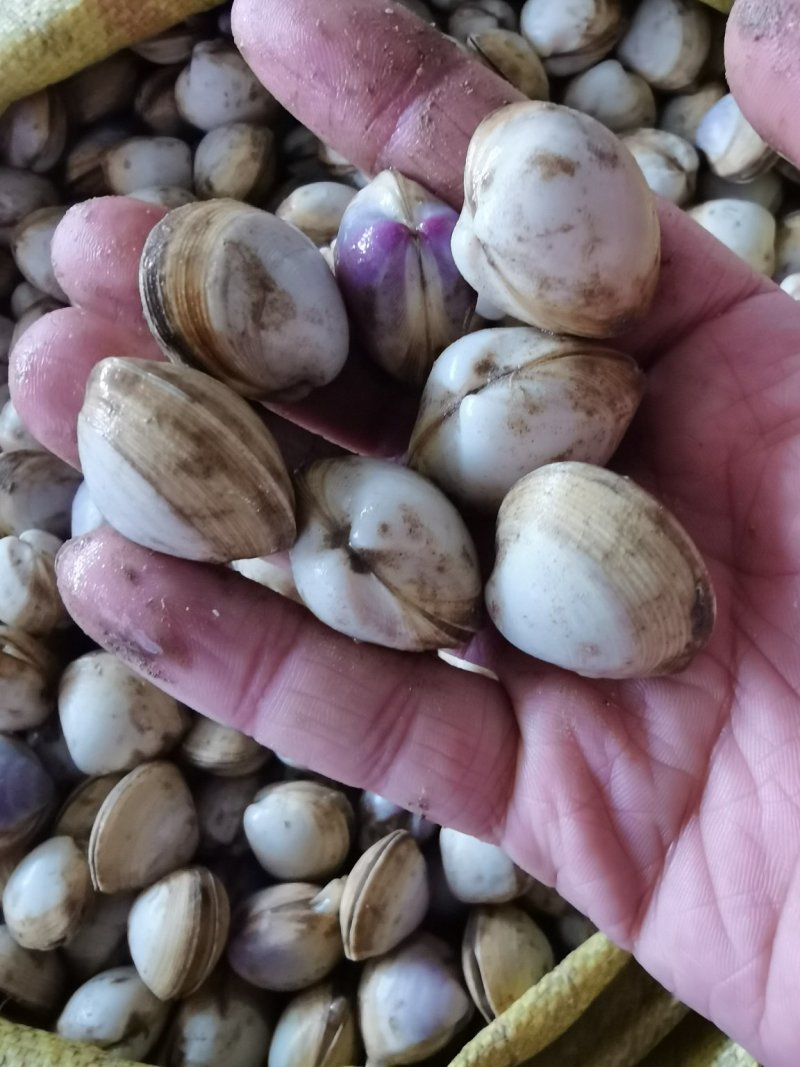 【产地直供】白蚬子鲜活蛤蜊花甲海鲜贝类鲜活海鲜水产