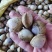 【产地直供】白蚬子鲜活蛤蜊花甲海鲜贝类鲜活海鲜水产