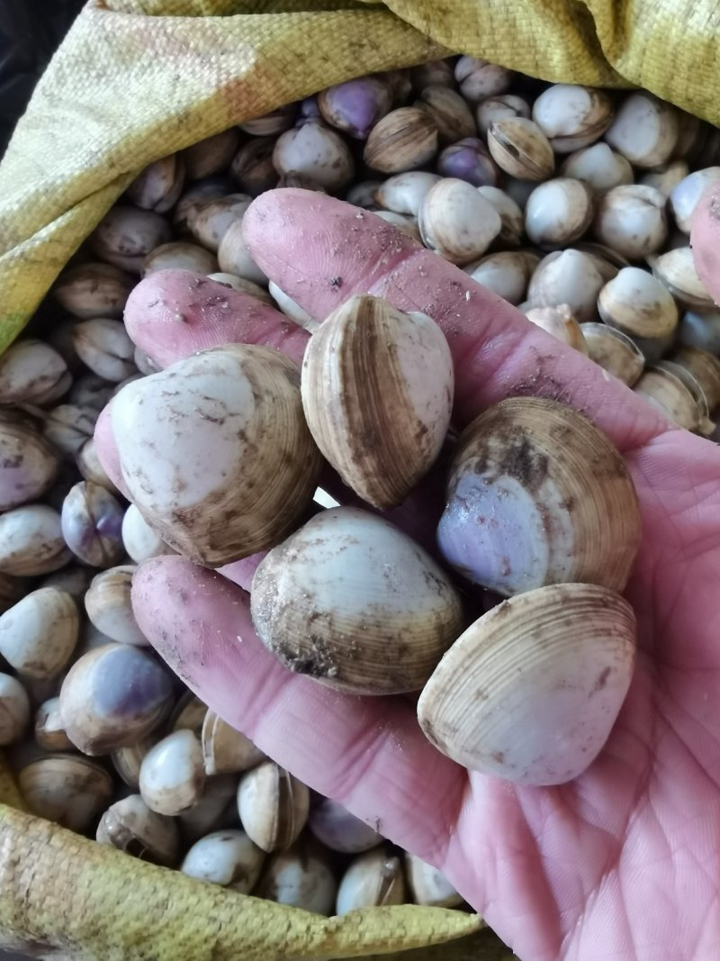 【产地直供】白蚬子鲜活蛤蜊花甲海鲜贝类鲜活海鲜水产
