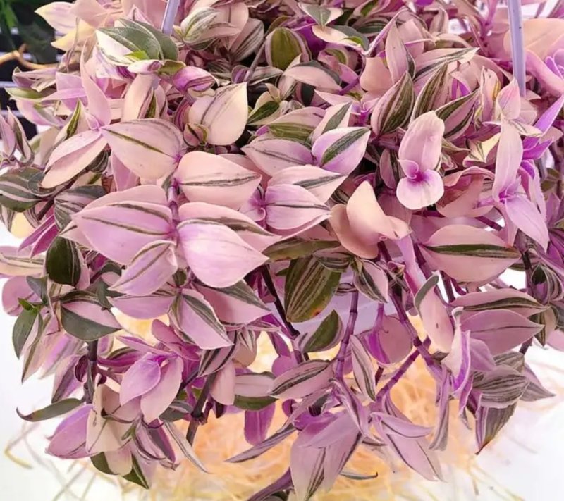 油画婚礼多肉植物批发吊兰花卉绿植盆栽室内阳台客厅好养观叶