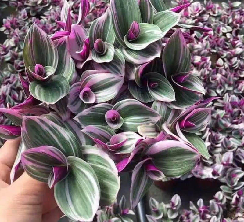 油画婚礼多肉植物批发吊兰花卉绿植盆栽室内阳台客厅好养观叶