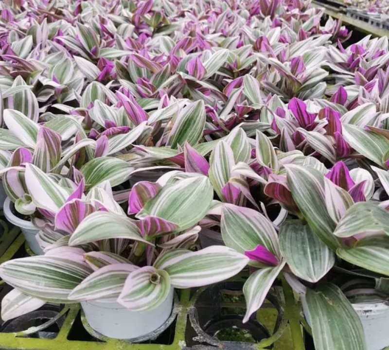油画婚礼多肉植物批发吊兰花卉绿植盆栽室内阳台客厅好养观叶