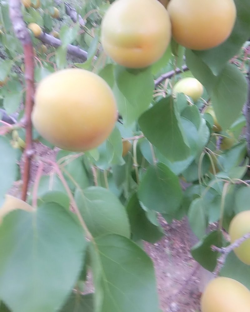产地直销万亩陆地金太阳杏。欢迎各地客商前来选购，一手货源