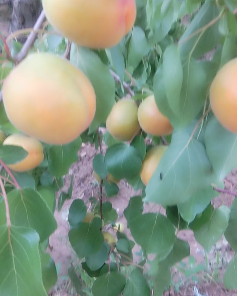 产地直销万亩陆地金太阳杏。欢迎各地客商前来选购，一手货源