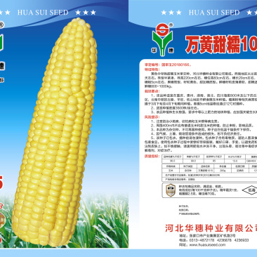 华穗大棒型黄甜糯黄糯玉米种子万糯公司种子