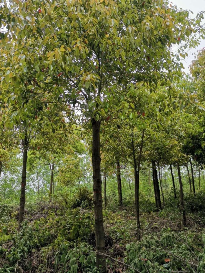8-15公分香樟，秸秆发