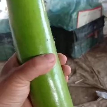 瓠子
