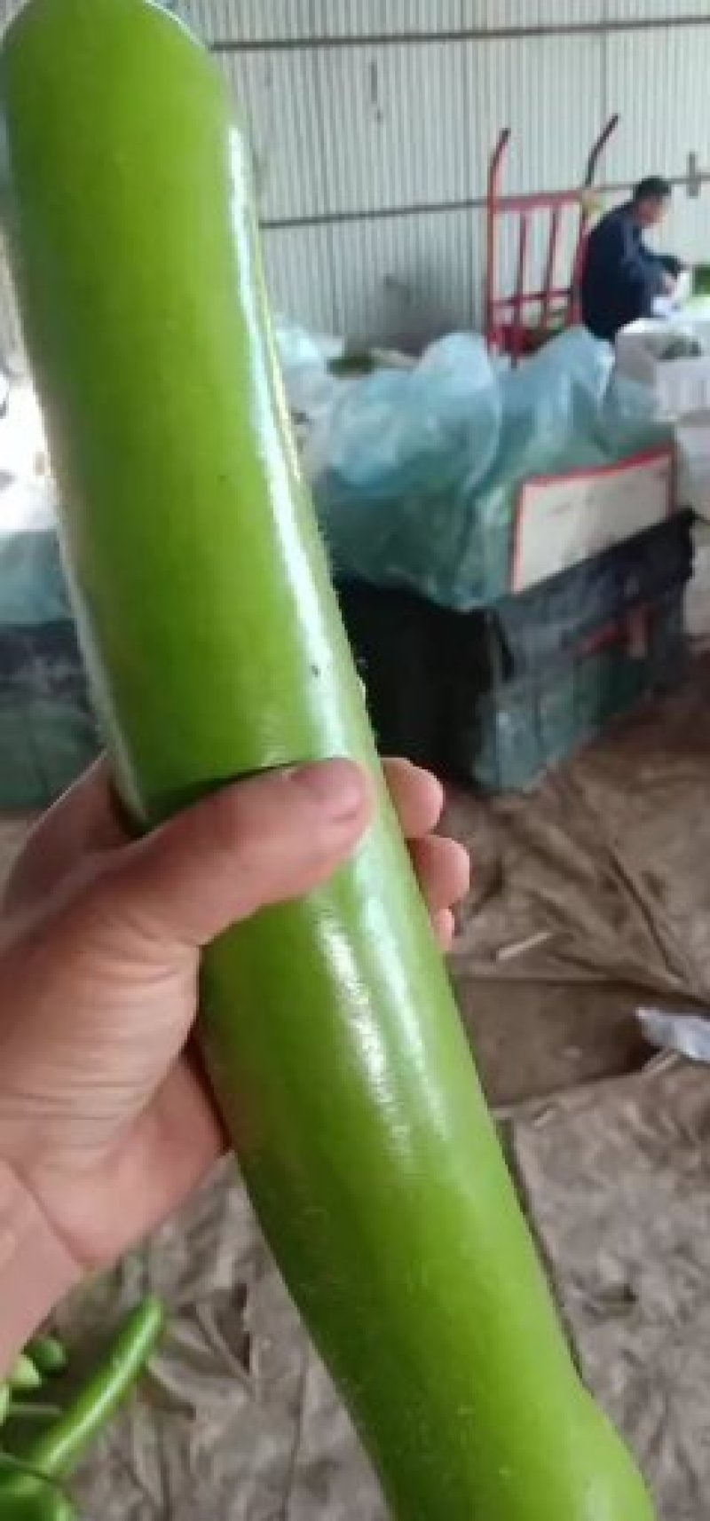 瓠子