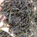 鸭屎香单枞茶潮州凤凰单丛茶清香鸭屎香单枞茶1斤1袋大乌叶