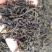 鸭屎香单枞茶潮州凤凰单丛茶清香鸭屎香单枞茶1斤1袋大乌叶