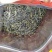 鸭屎香单枞茶潮州凤凰单丛茶清香鸭屎香单枞茶1斤1袋大乌叶
