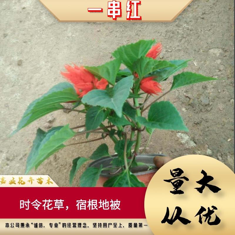 一串红，精品串红大量供应，串红量大，大盆小盆都有