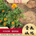孔雀草、,时令草花孔雀草,质优价廉青州产地