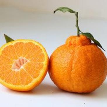 丑橘不知火柑橘