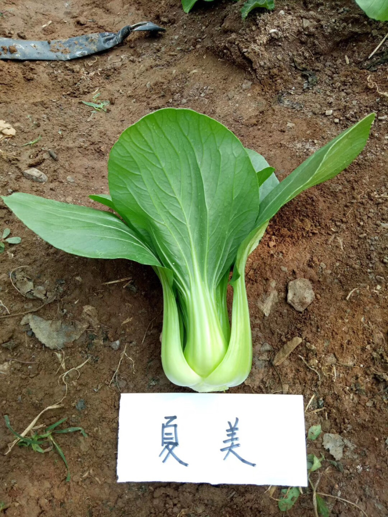 【🔥白菜种子】耐热耐雨水的白菜种子飘儿白菜10克