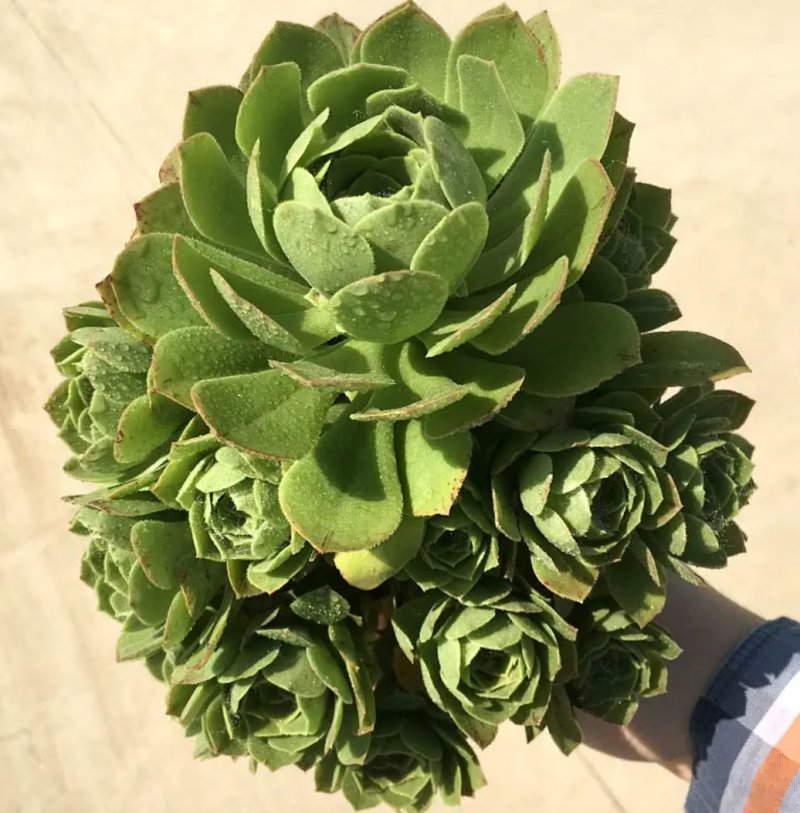黑法师绿法师紫羊绒铜壶韶羞圆叶法师法师锦多肉
