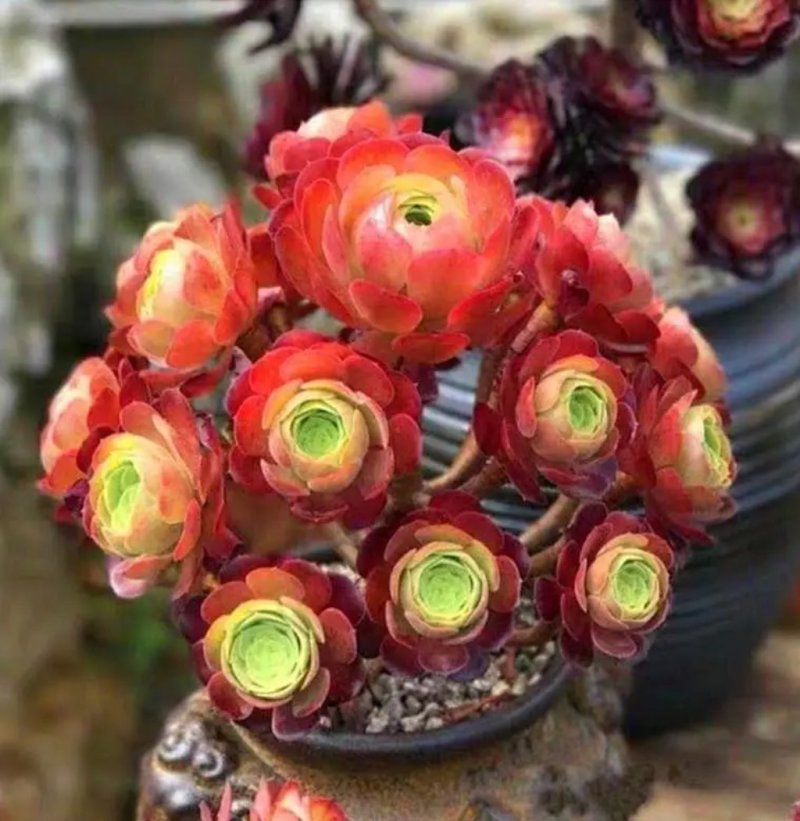 黑法师绿法师紫羊绒铜壶韶羞圆叶法师法师锦多肉