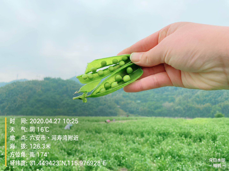 高山甜豆荚