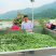 高山甜豆荚