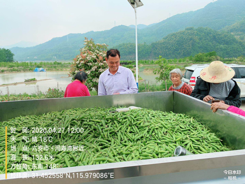 高山甜豆荚