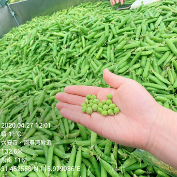 高山甜豆荚