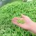 高山甜豆荚