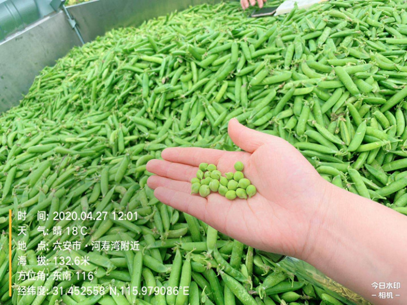 高山甜豆荚