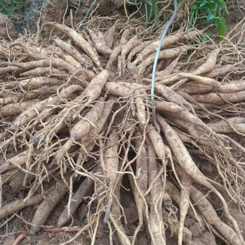 广西红花，白花百部苗，5个薯以上，基地直供，货源充足