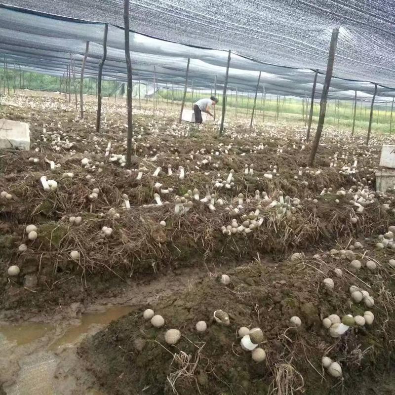 竹荪一级试管母种D88原种食用菌高产种植种子种苗