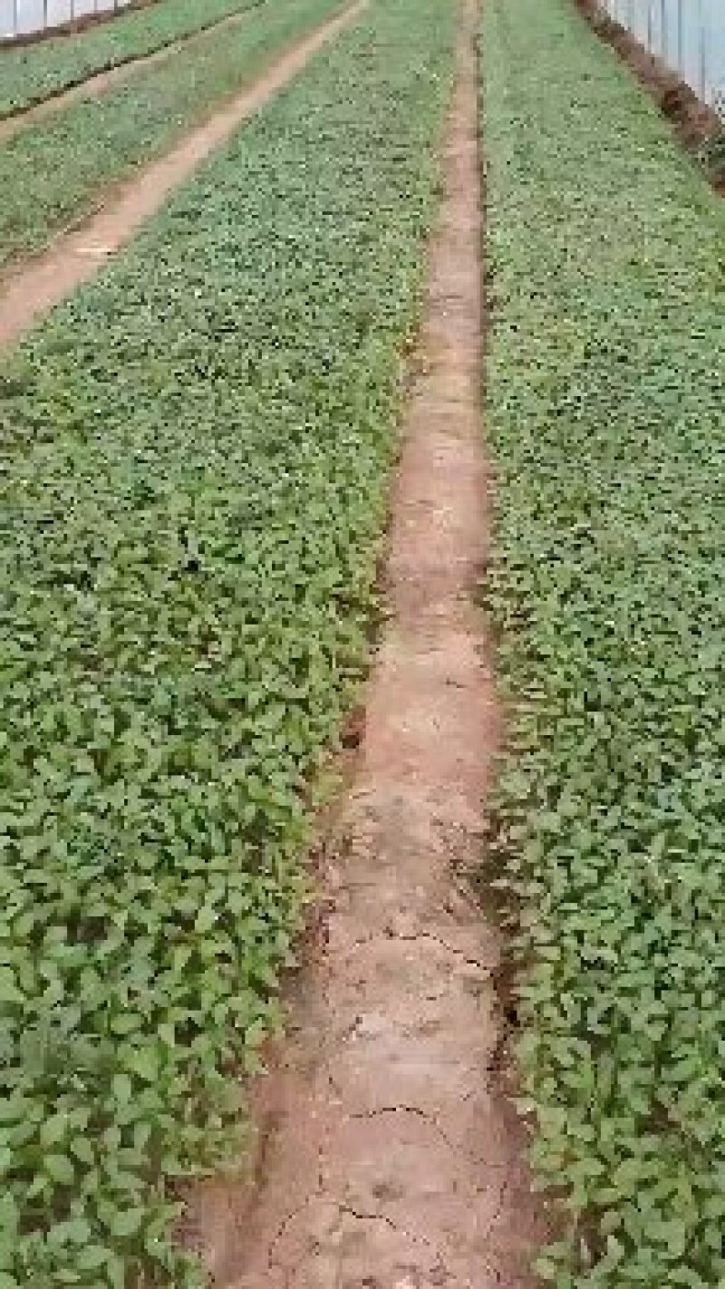 辣椒苗薄皮青椒苗泡椒苗薄皮椒产量大免费提供技术支持