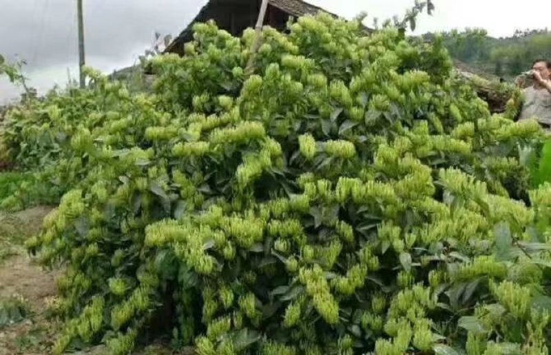 岀售金银花苗〈渝蕾，湘蕾品种）