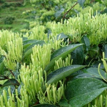 岀售金银花苗〈渝蕾，湘蕾品种）