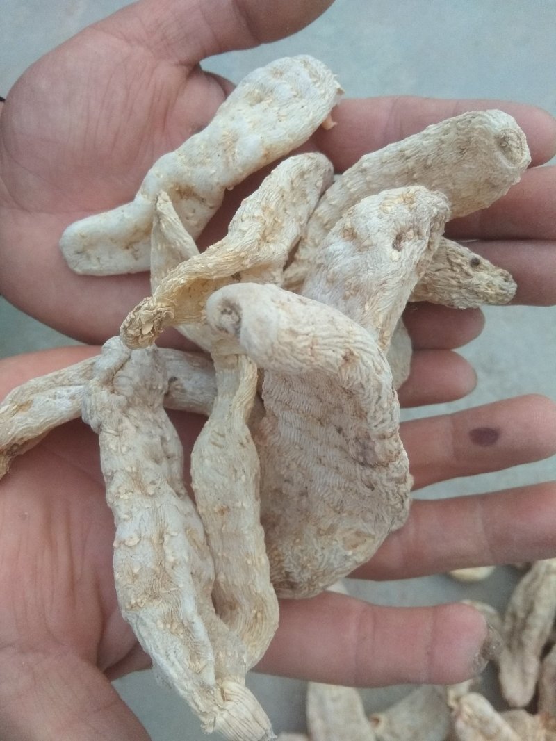 天麻