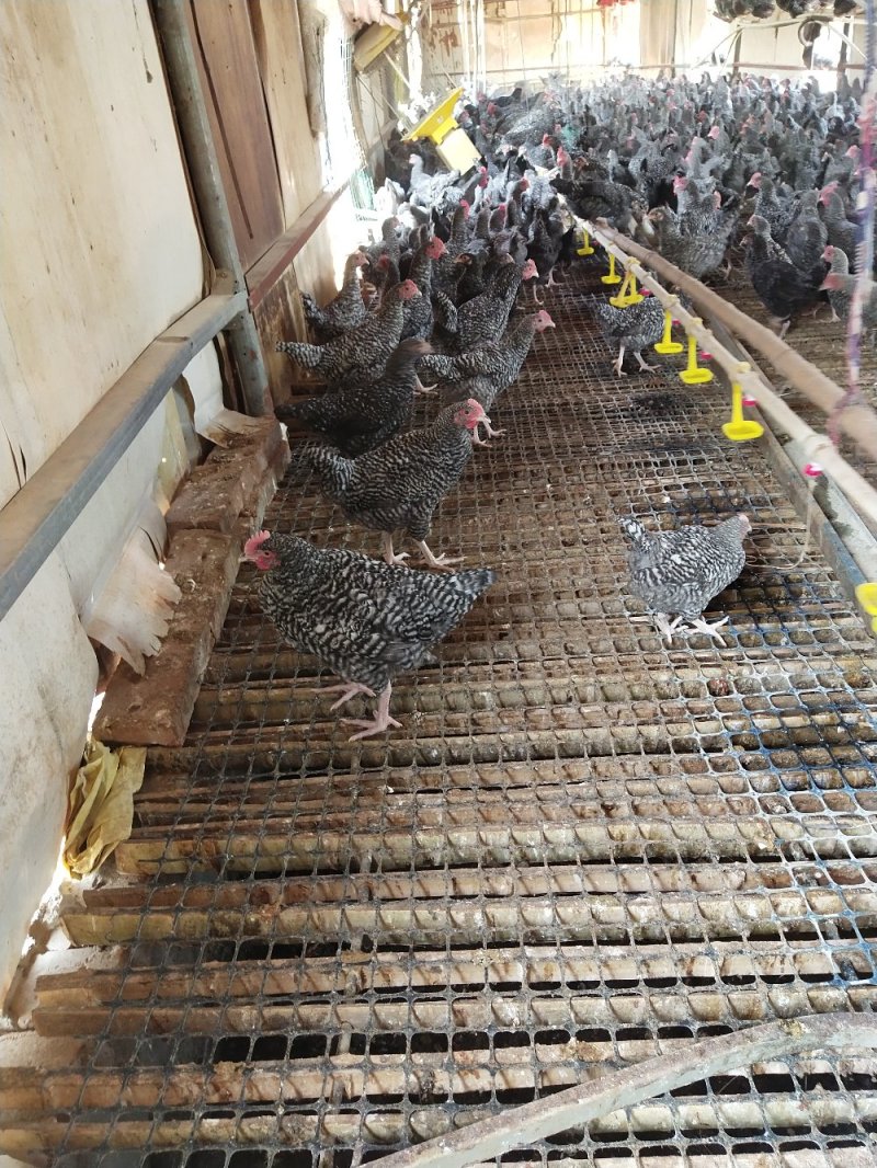 芦花鸡属于瘦肉型珍禽，脂肪量极低！