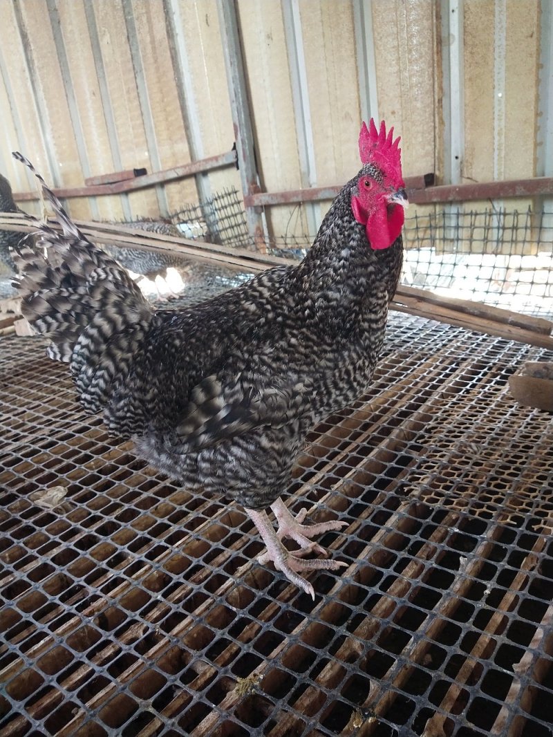 芦花鸡属于瘦肉型珍禽，脂肪量极低！