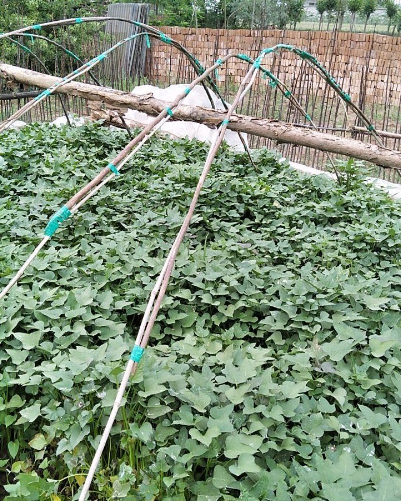 商薯19