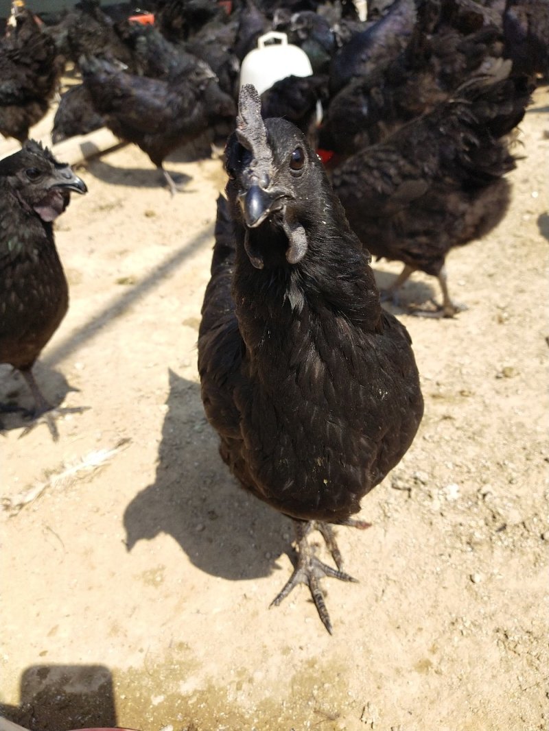 五黑鸡，特征为五黑——绿，毛、皮、肉、骨、内脏黑，蛋壳绿