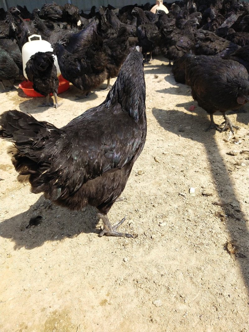 五黑鸡，特征为五黑——绿，毛、皮、肉、骨、内脏黑，蛋壳绿