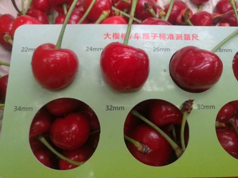 露地大樱桃大量上市