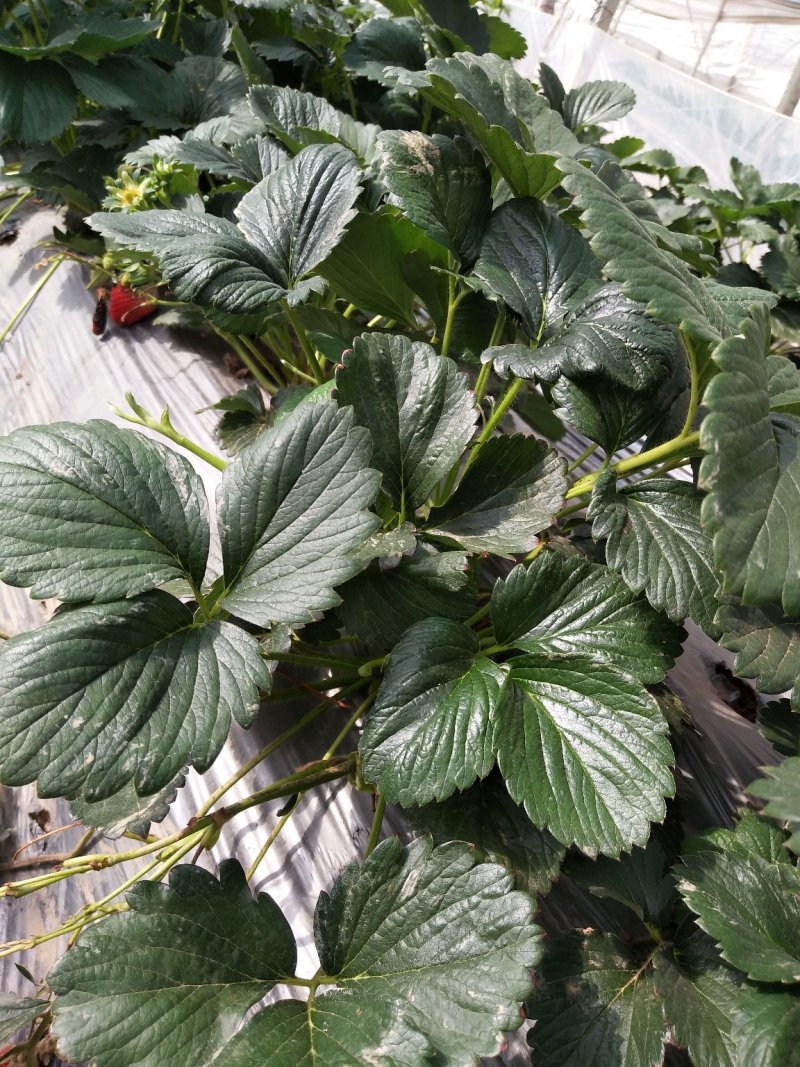 基地直供新鲜草莓