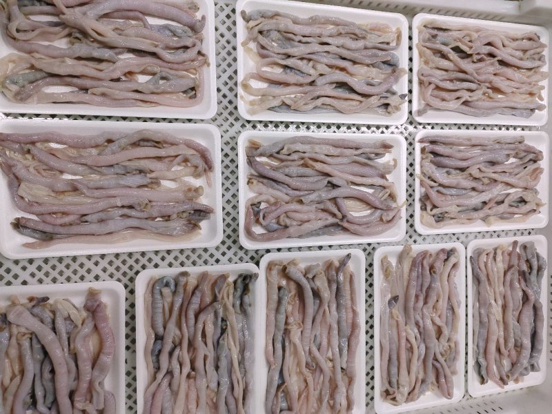 沙虫去沙去脏清洗干净托盘装坐标丹东东港海源水产