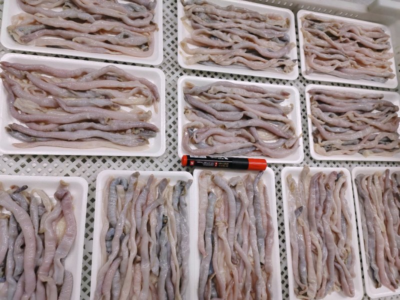 沙虫去沙去脏清洗干净托盘装坐标丹东东港海源水产