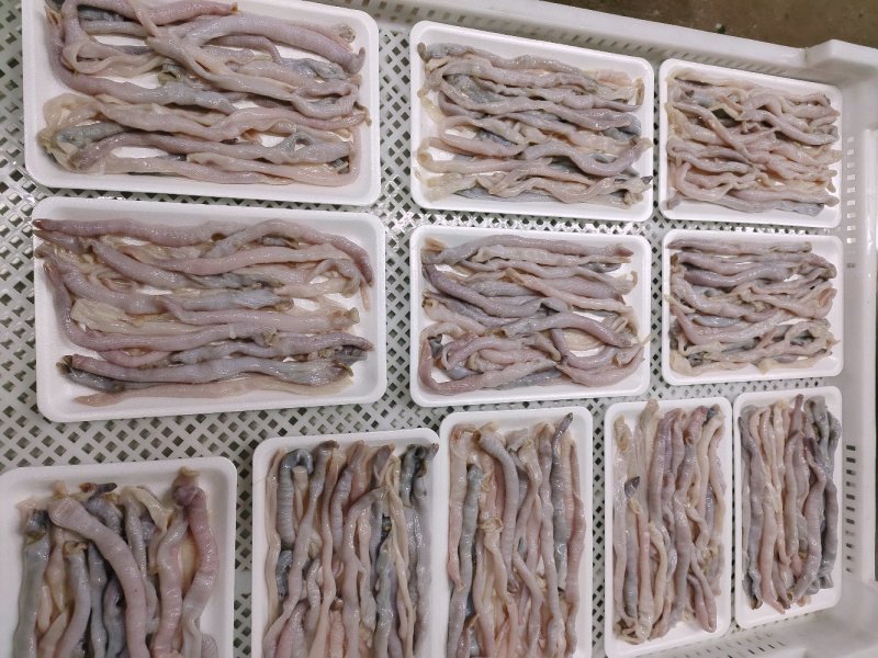 沙虫去沙去脏清洗干净托盘装坐标丹东东港海源水产