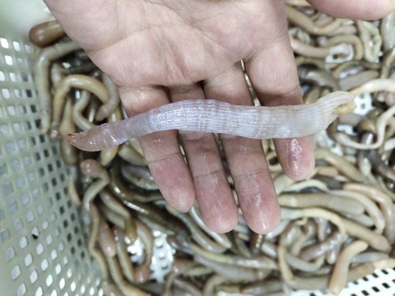 沙虫去沙去脏清洗干净托盘装坐标丹东东港海源水产
