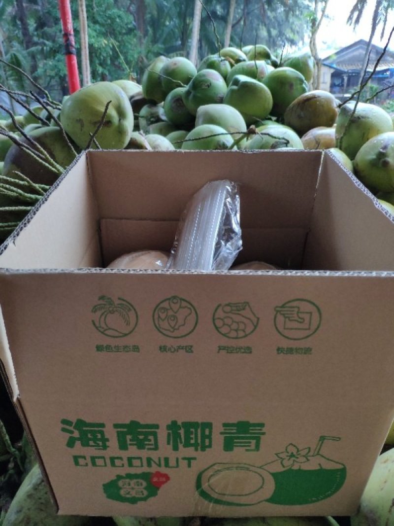 海南椰青，一件代发包邮，厂家直销