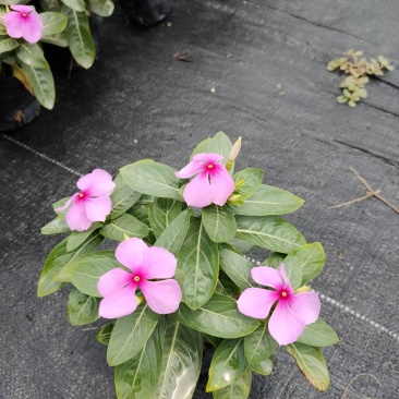 长春花,广东省佛山基地直销