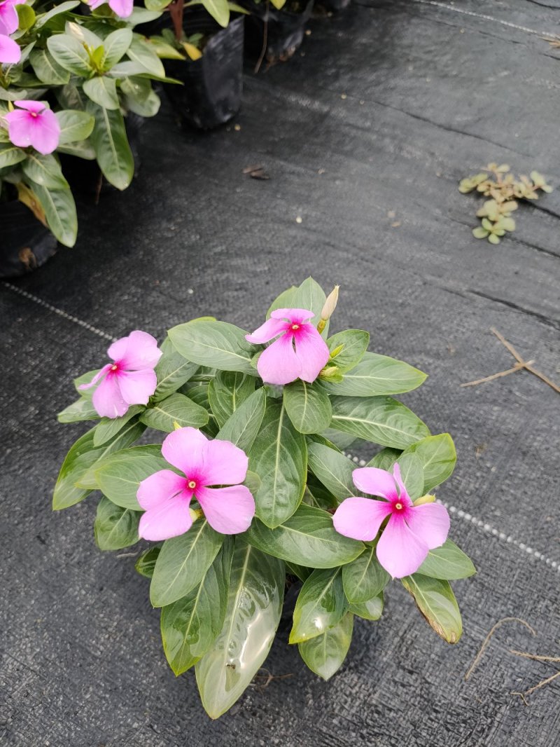 长春花，广东省佛山基地直销