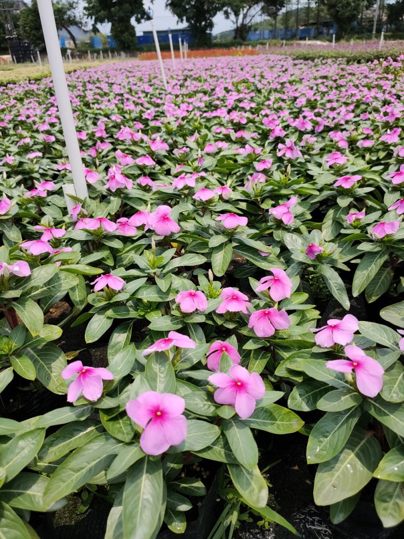 长春花，广东省佛山基地直销