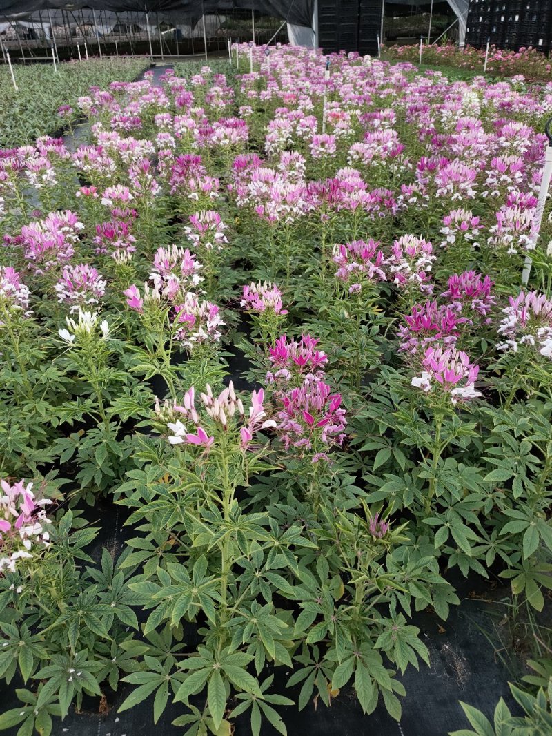 醉碟花，广东省佛山基地直销