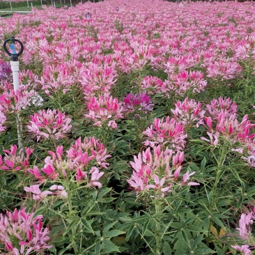 醉碟花，广东省佛山基地直销